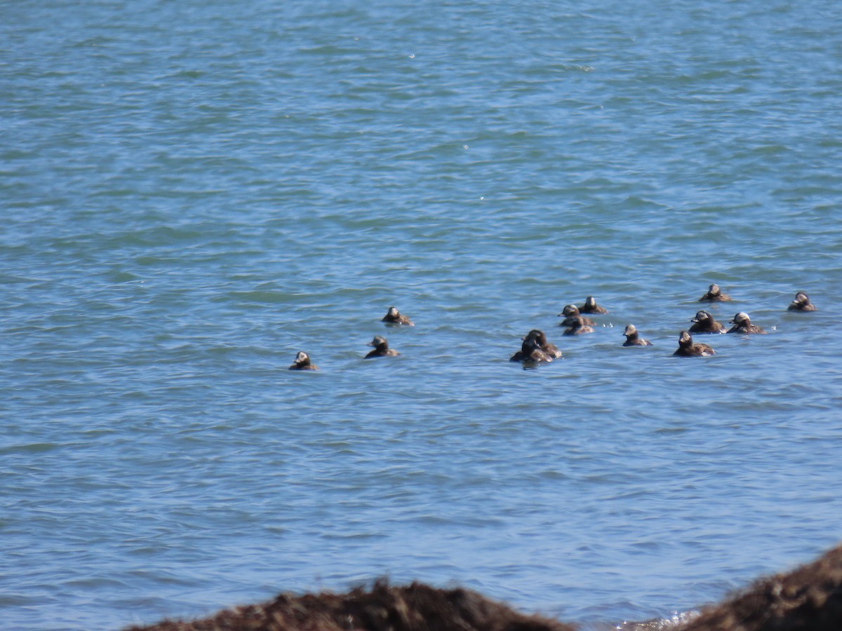 Long-tailed Duck - ML368880981