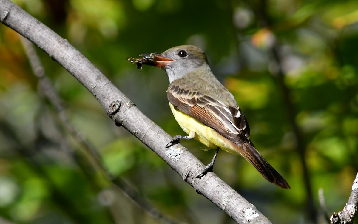 Great Crested Flycatcher - Louise Champagne