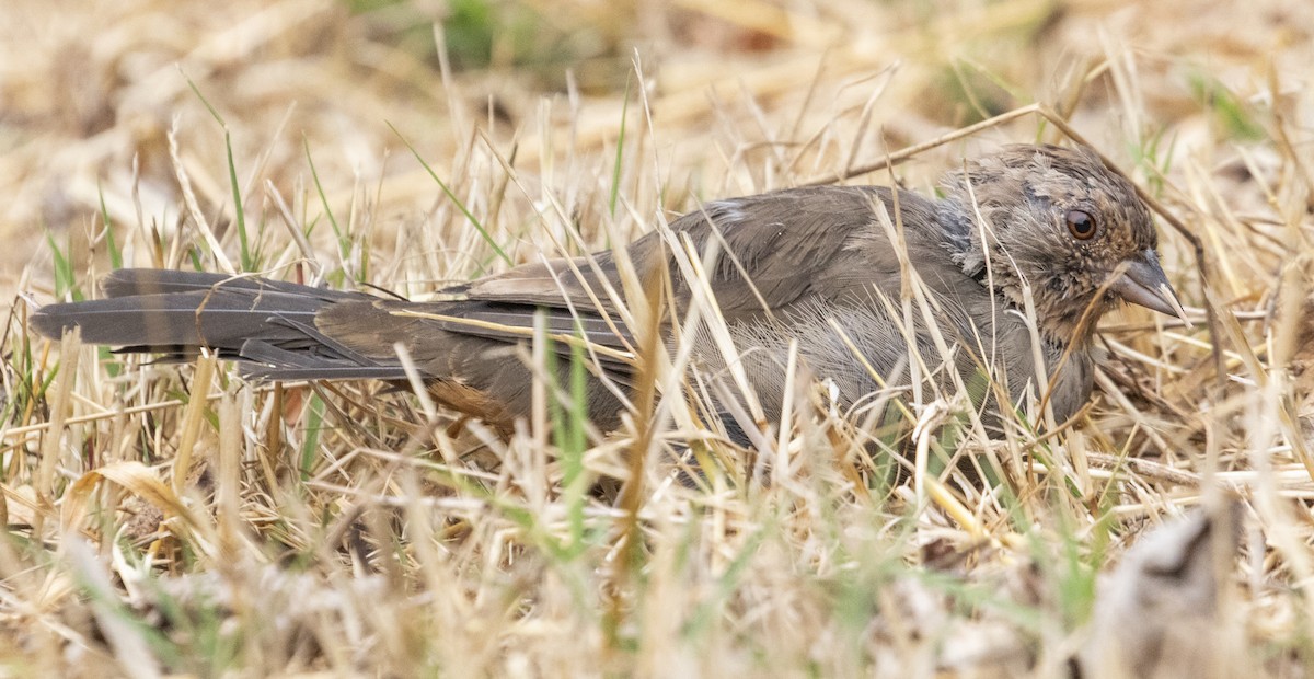 California Towhee - Connor Cochrane