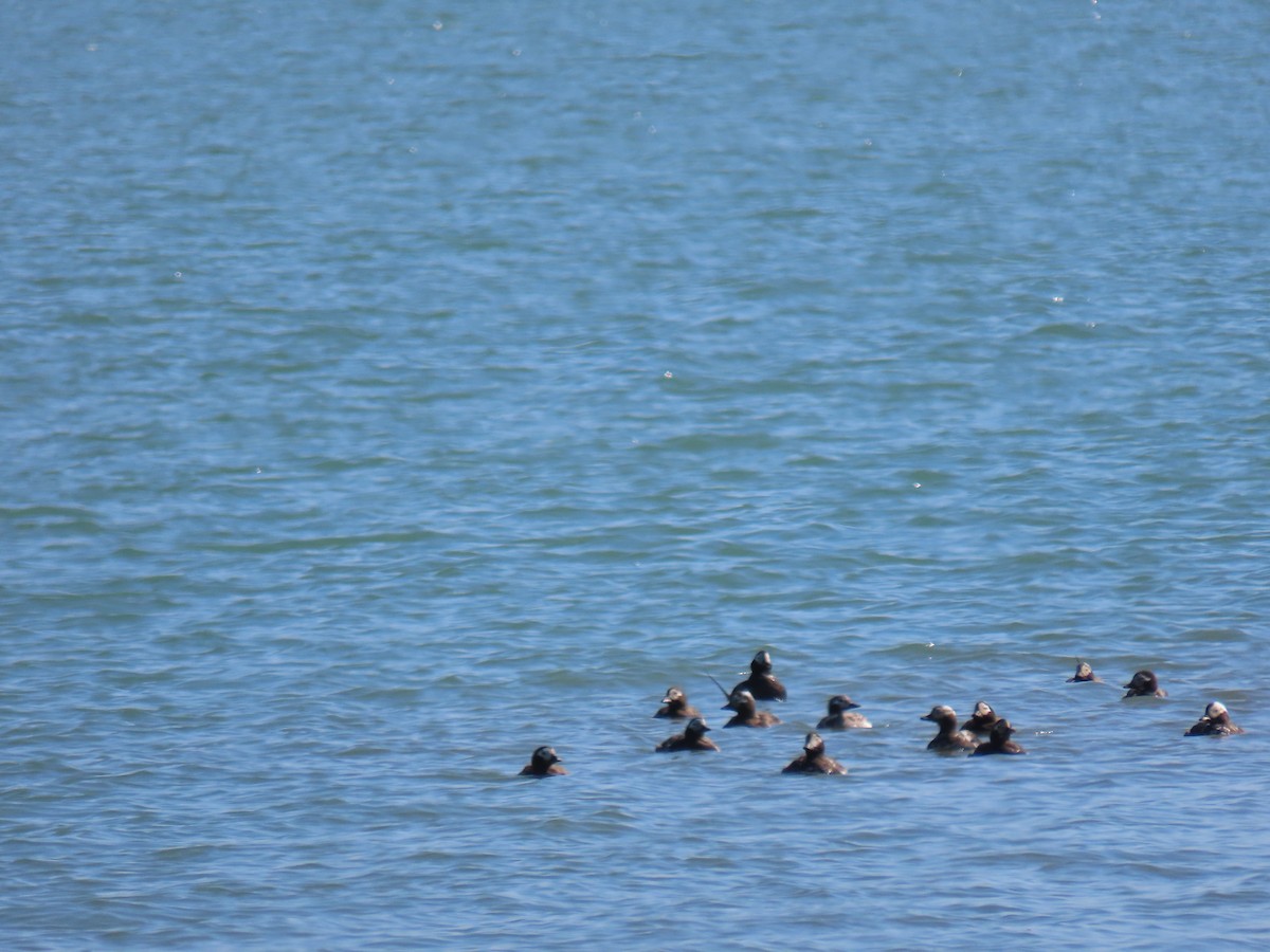 Long-tailed Duck - ML368881951