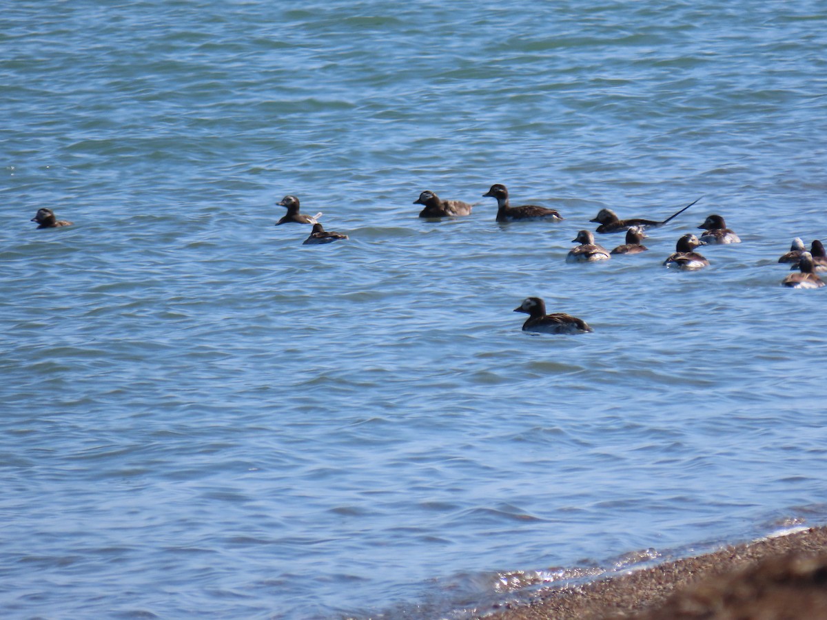 Long-tailed Duck - ML368881971