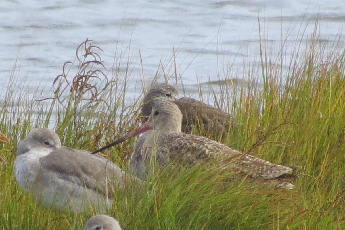 Marbled Godwit - George Rementer