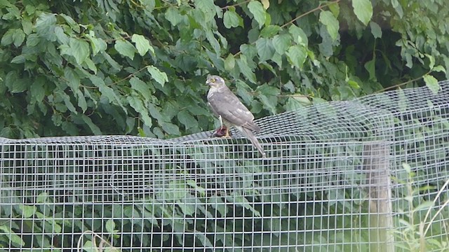 Eurasian Sparrowhawk - ML368884291