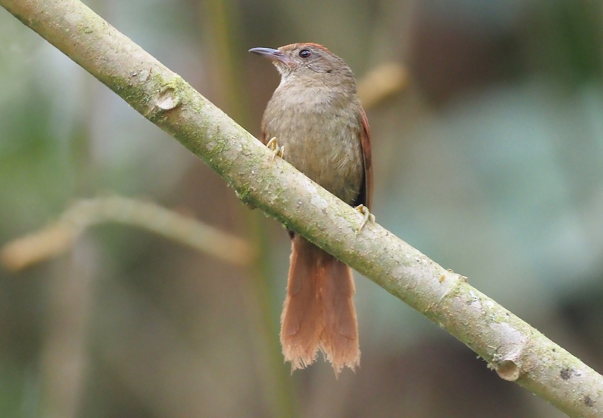 Ash-browed Spinetail - Stephan Lorenz