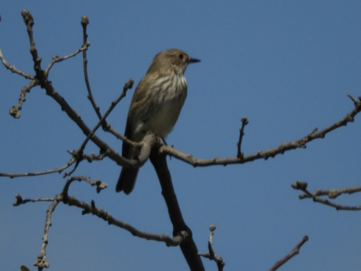 Spotted Flycatcher - Fernando Ávila Vico