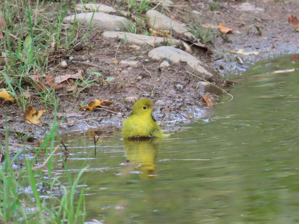 Yellow Warbler - Pamela Hunt