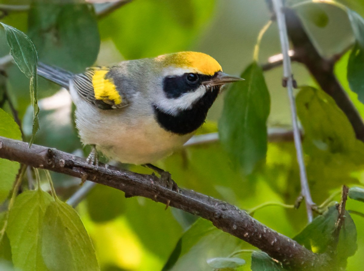 Golden-winged Warbler - Dylan S.