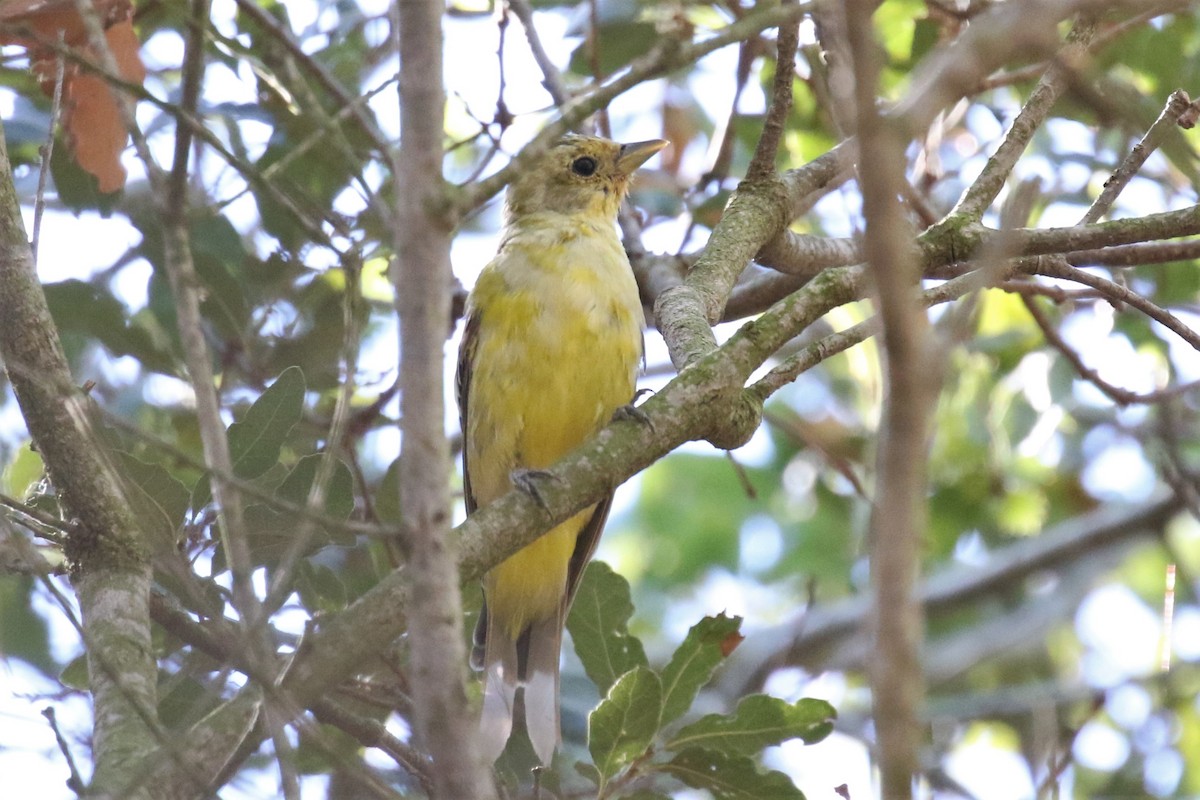 Western Tanager - ML368890341