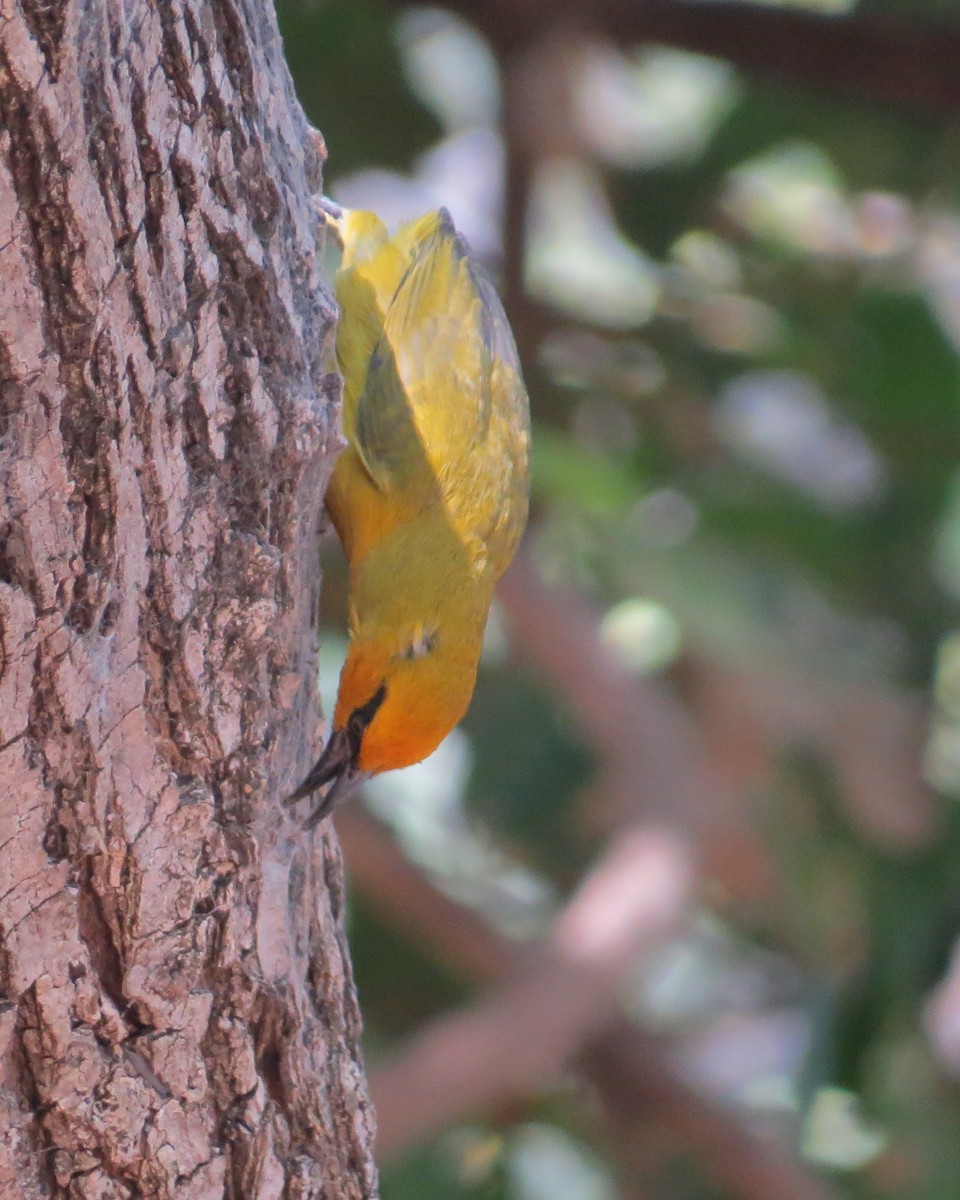 Spectacled Weaver (Yellow-throated) - ML368891291