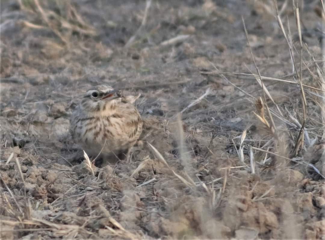 עפרוני בלתי-מזוהה - ML368892051