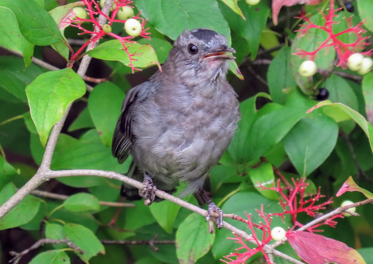 Gray Catbird - ML368892921