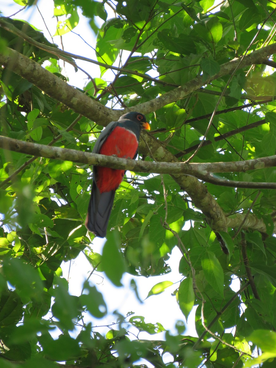 Trogon à queue noire - ML368893061