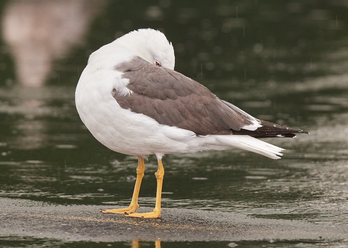 Lesser Black-backed Gull - ML368893551