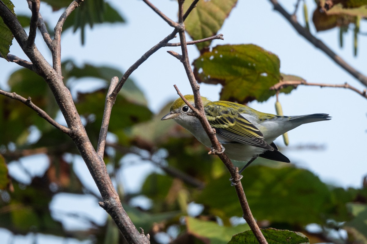 Chestnut-sided Warbler - ML368893681