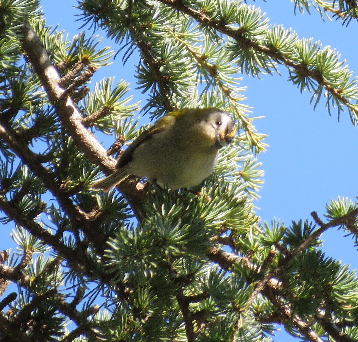 Common Firecrest - ML368895711