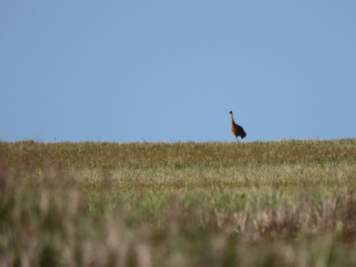 Sandhill Crane - Susan Ballinger