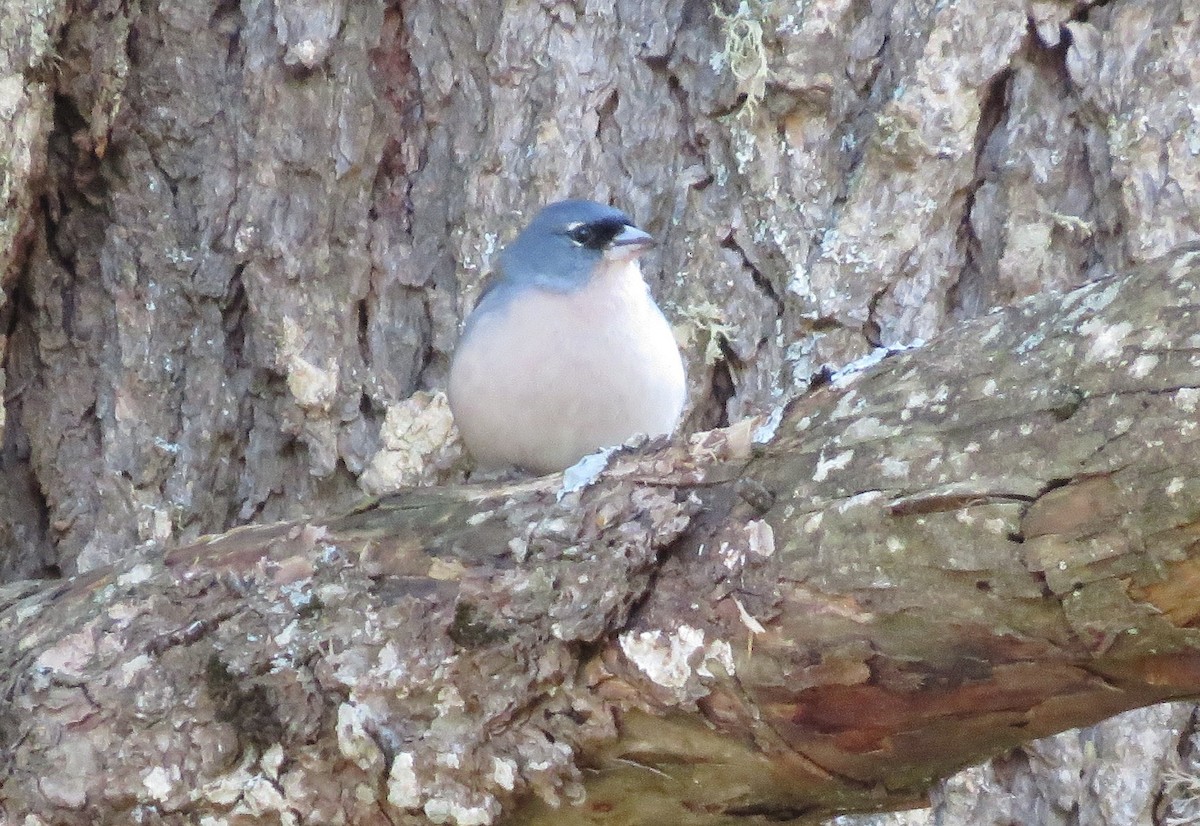 African Chaffinch (African) - ML368895861