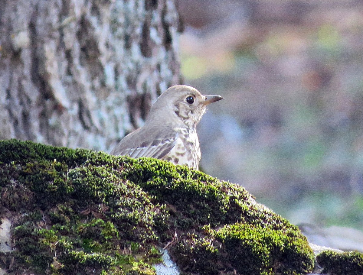 Mistle Thrush - ML368895881