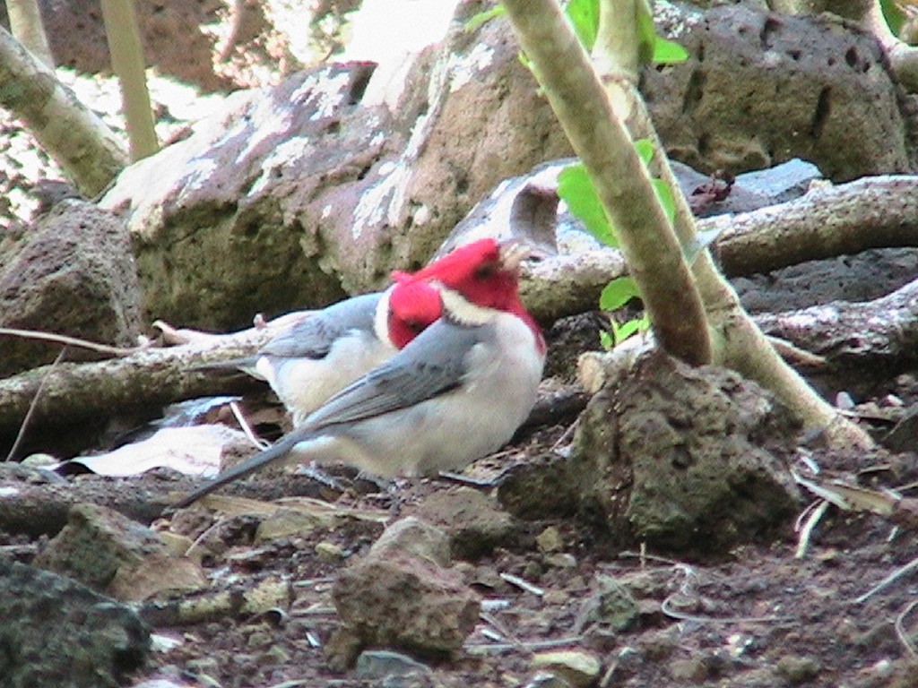 Red-crested Cardinal - ML368896011
