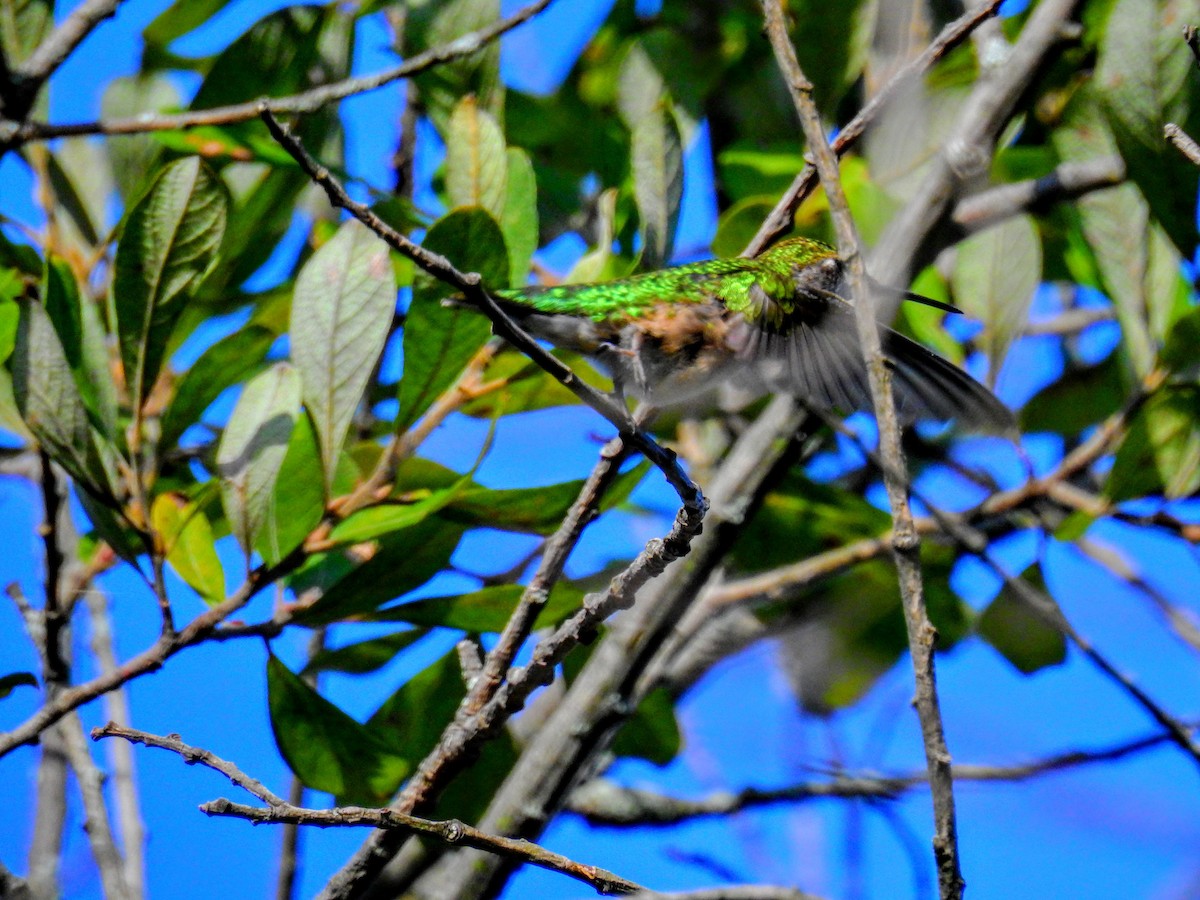 Ruby-throated Hummingbird - ML368896361