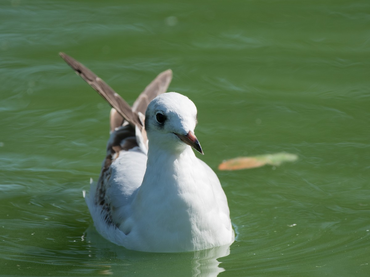 Black-headed Gull - Filipe Leitão