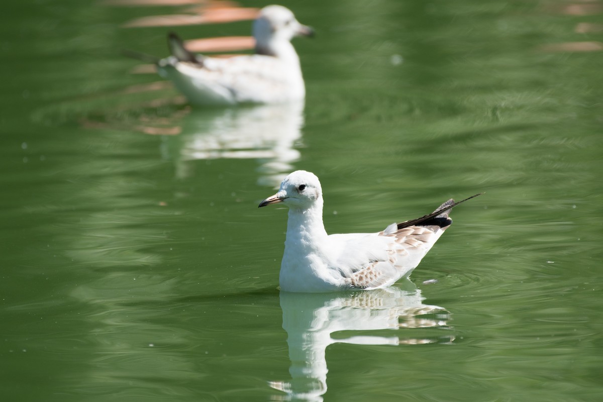 Black-headed Gull - Filipe Leitão