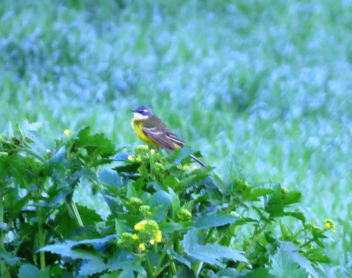 Western Yellow Wagtail - ML368896541