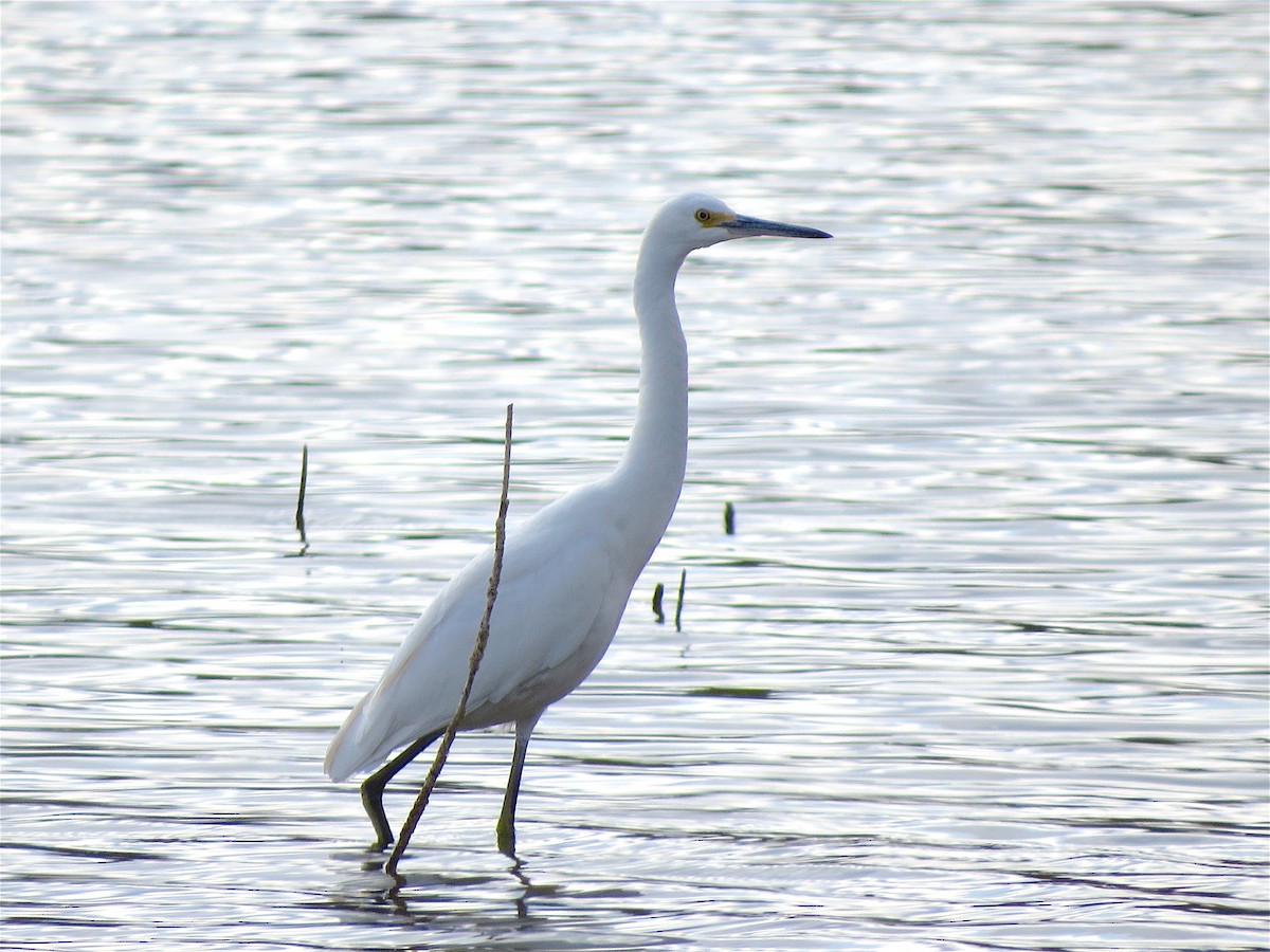 Snowy Egret - Ted Floyd