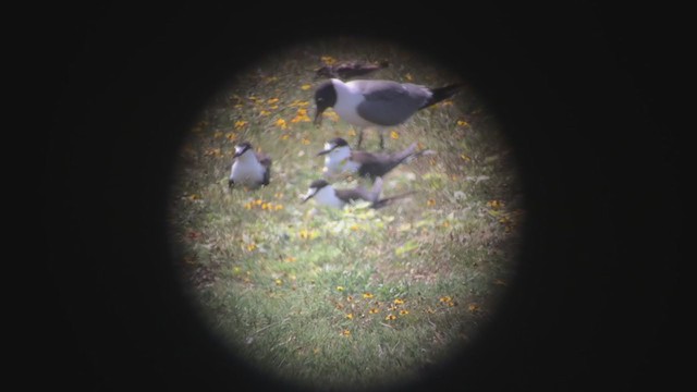 Sooty Tern - ML368901551