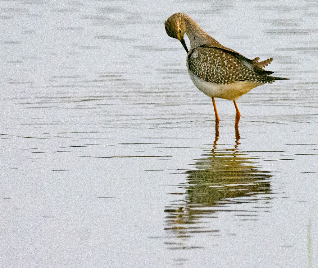 Greater Yellowlegs - ML368901751