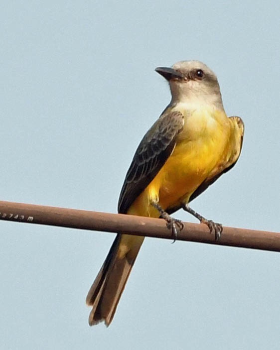 White-throated Kingbird - ML368902071