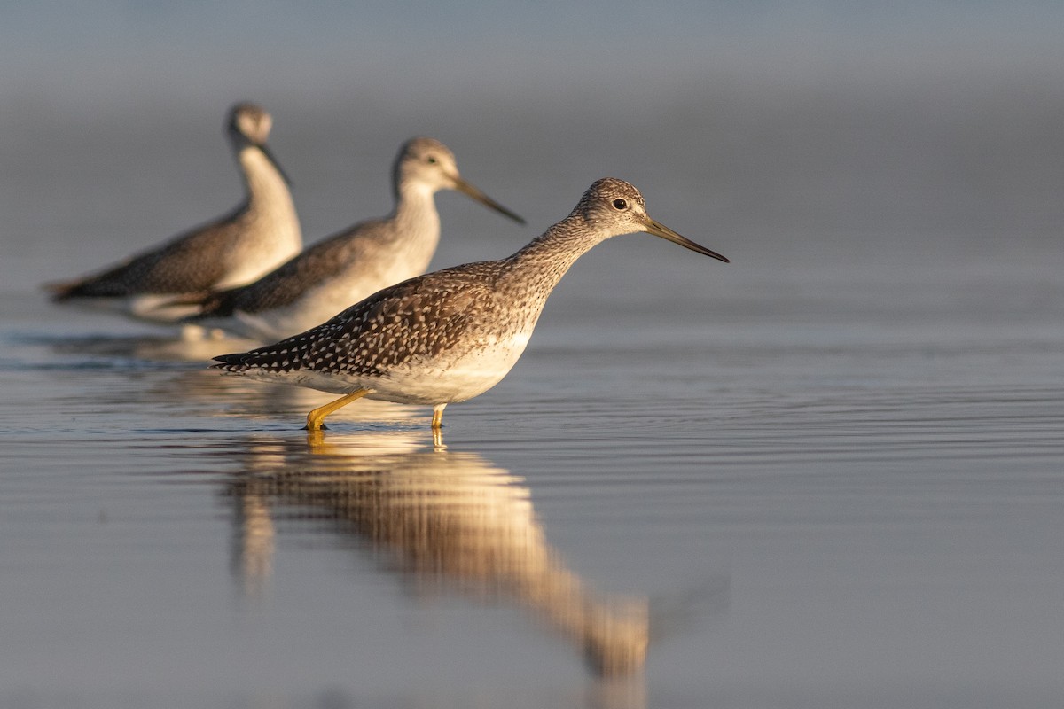 Greater Yellowlegs - ML368902371