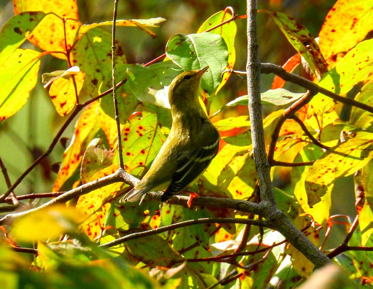 Blackpoll Warbler - ML368903441