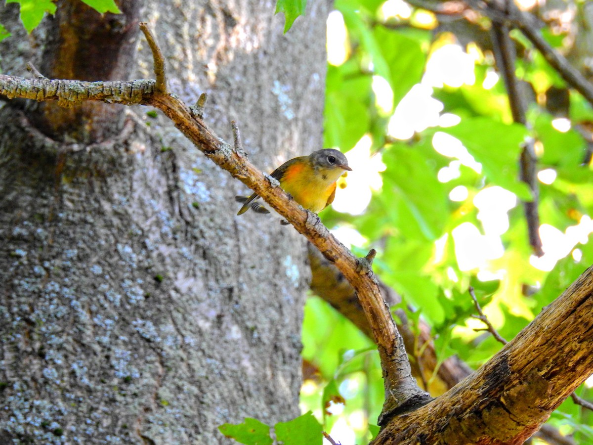 rødstjertparula - ML368904081