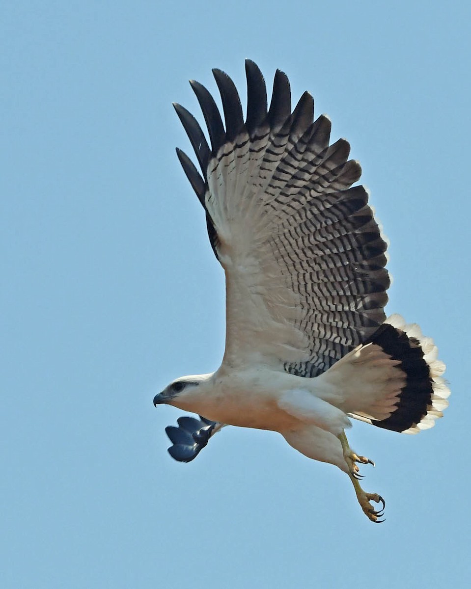 White Hawk - ML368904321