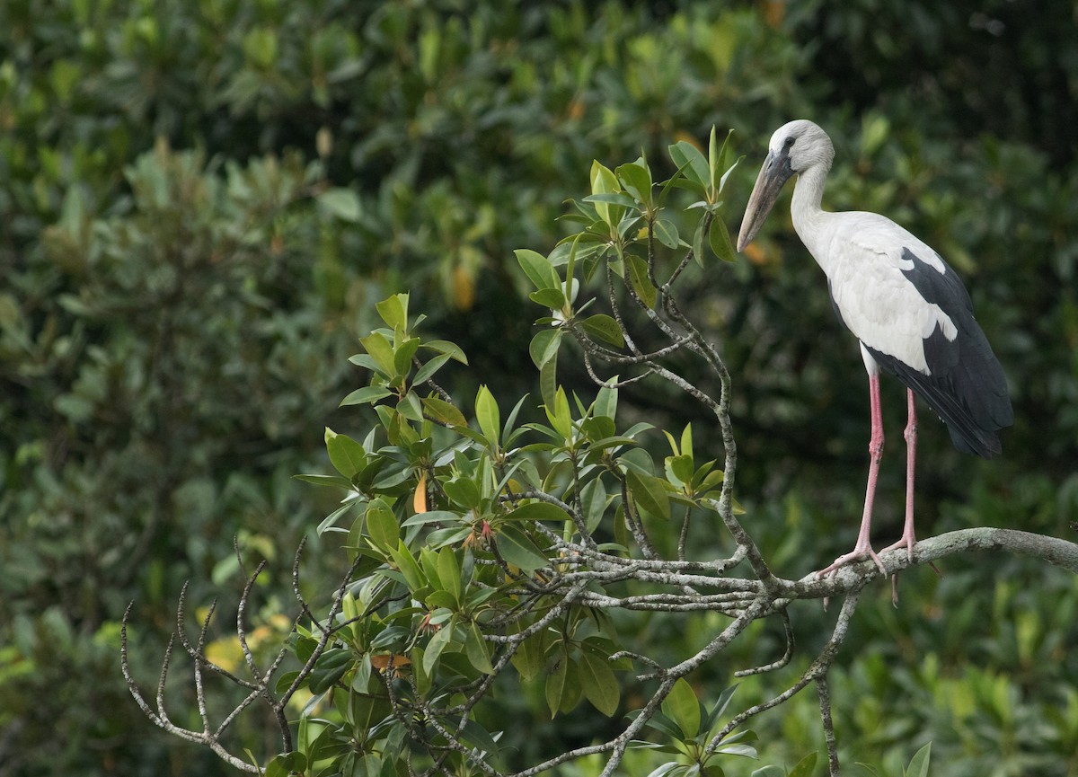 Asian Openbill - ML368904971