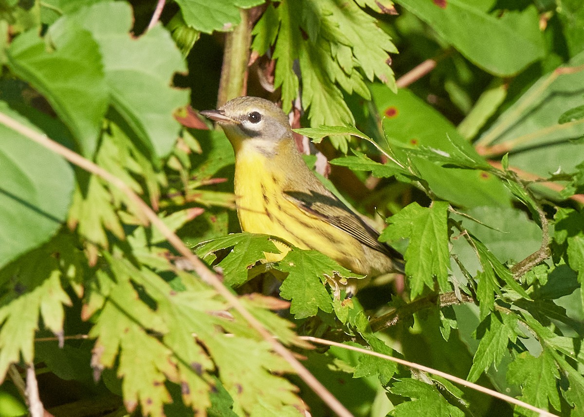 Rotmantel-Waldsänger - ML368906251