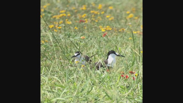 Sooty Tern - ML368907021