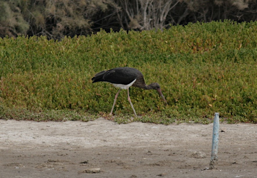 Black Stork - ML368908091