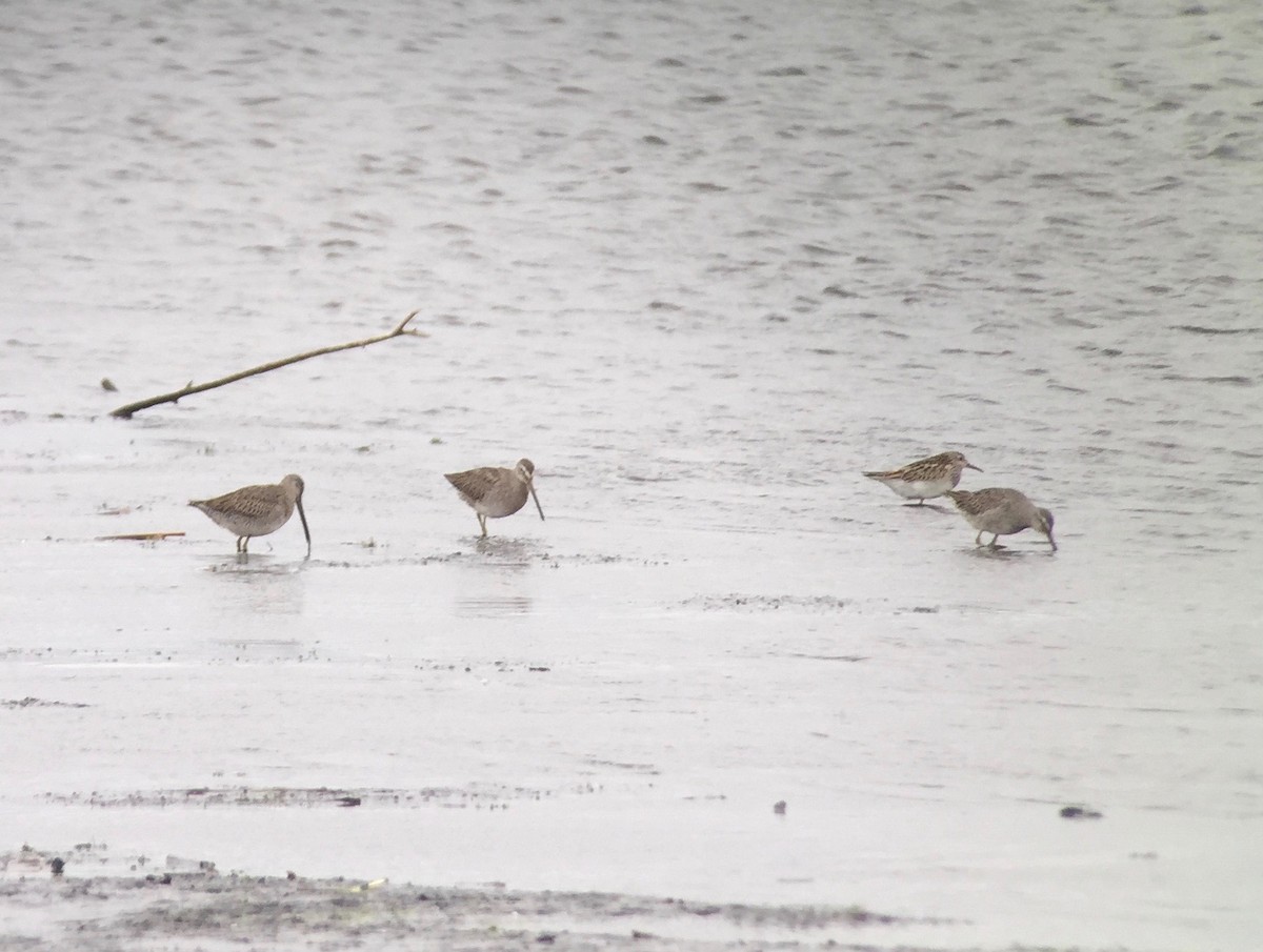 Long-billed Dowitcher - ML36891371