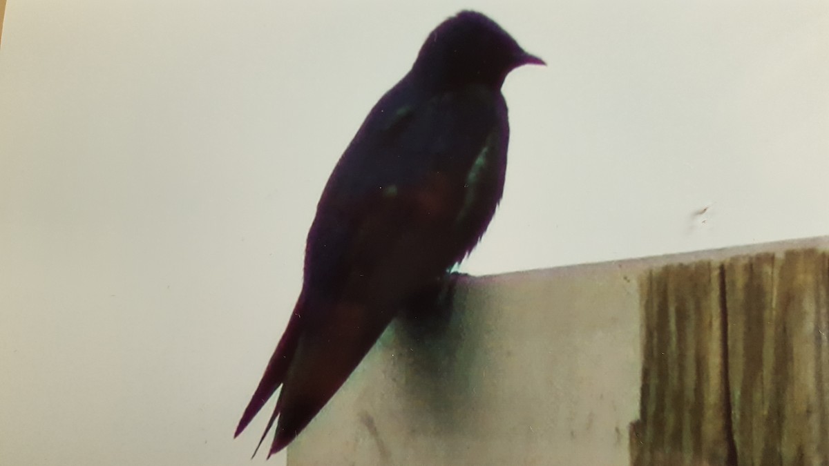 Purple Martin - Darren Hall