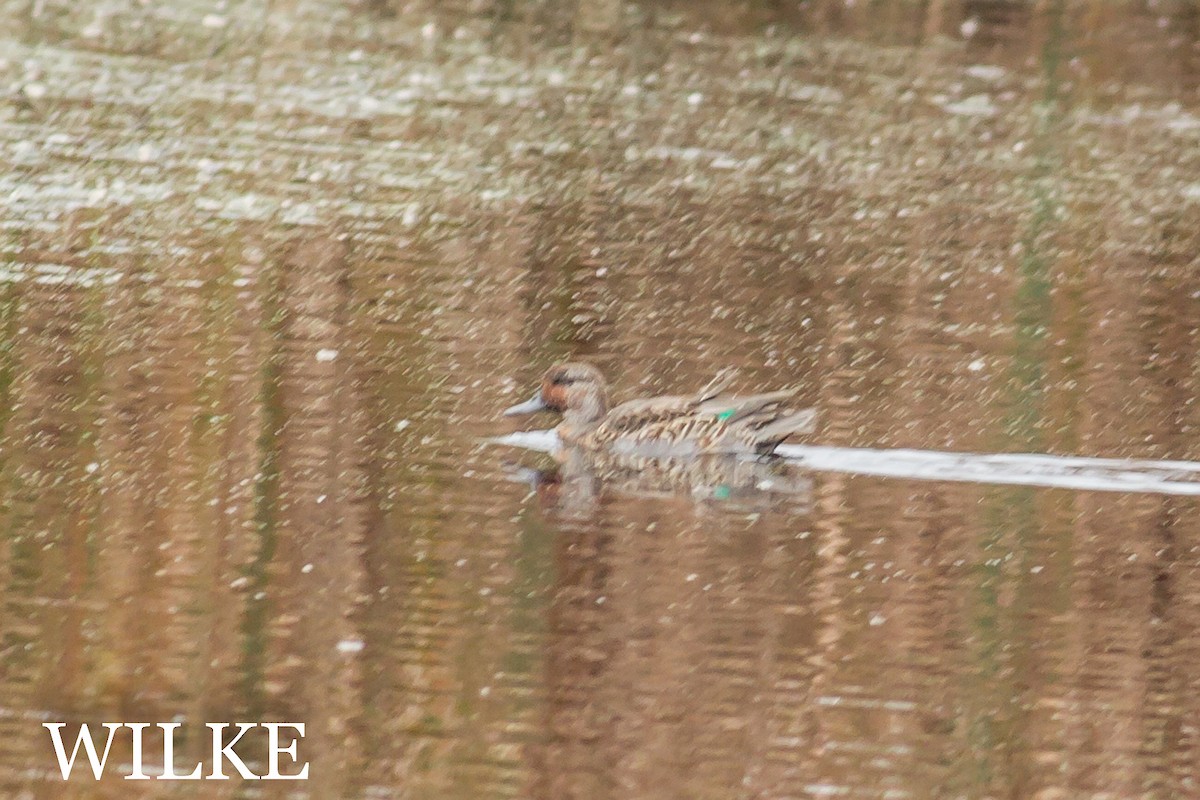 小水鴨(carolinensis) - ML36891521