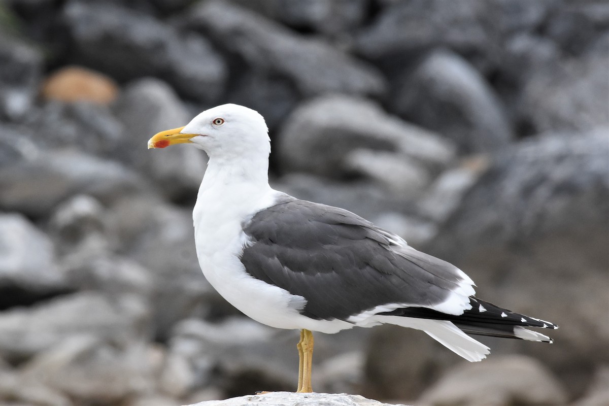 Lesser Black-backed Gull - Calvin S