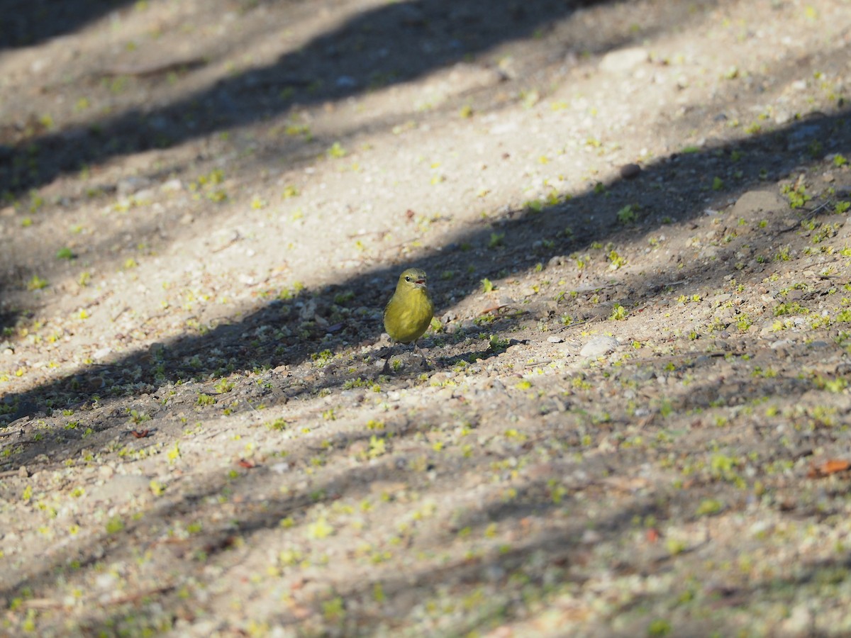 Orange-crowned Warbler - ML368916231