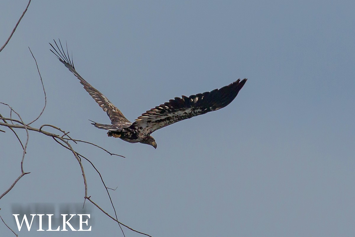 Bald Eagle - John Wilke