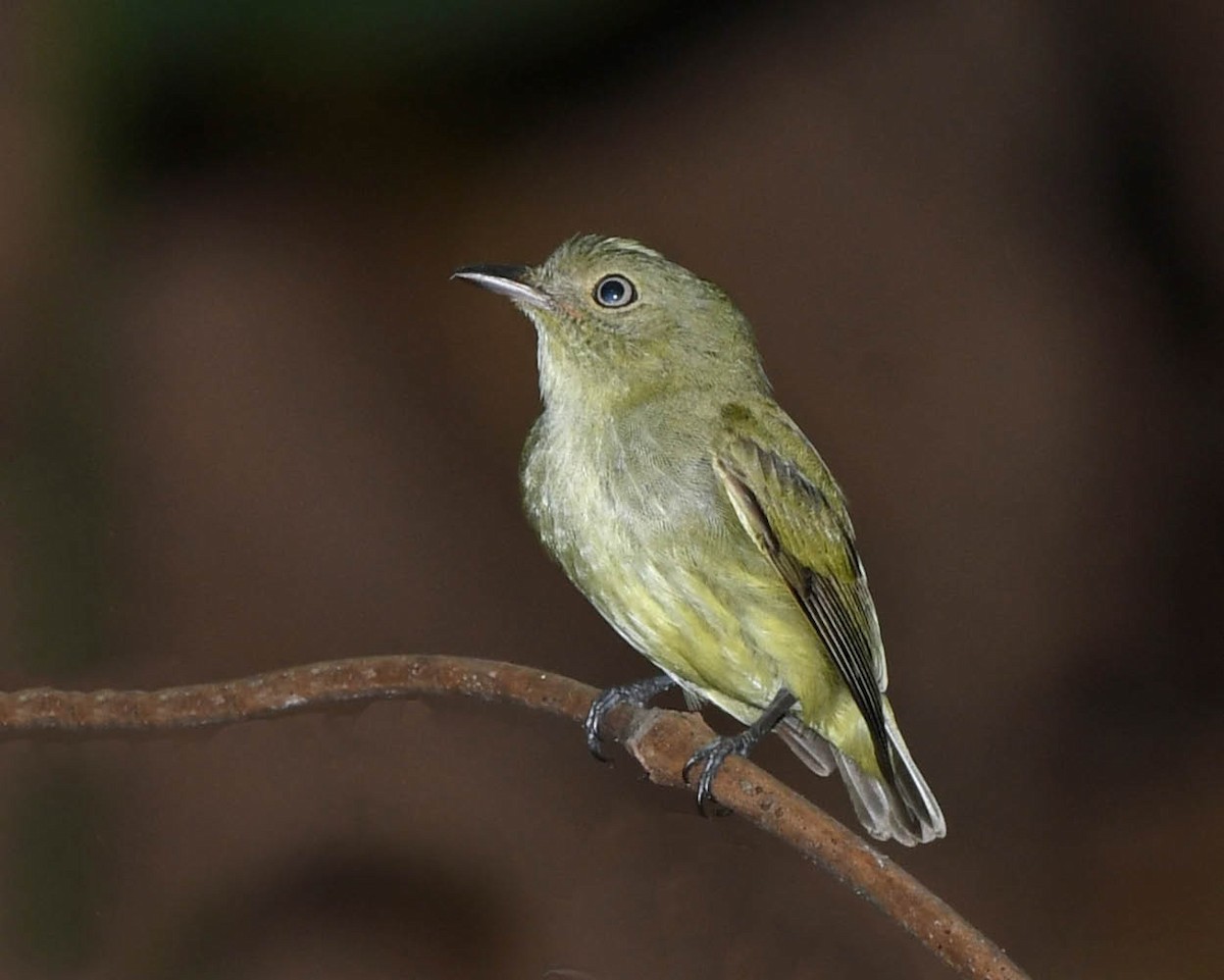 Dwarf Tyrant-Manakin - ML368917651