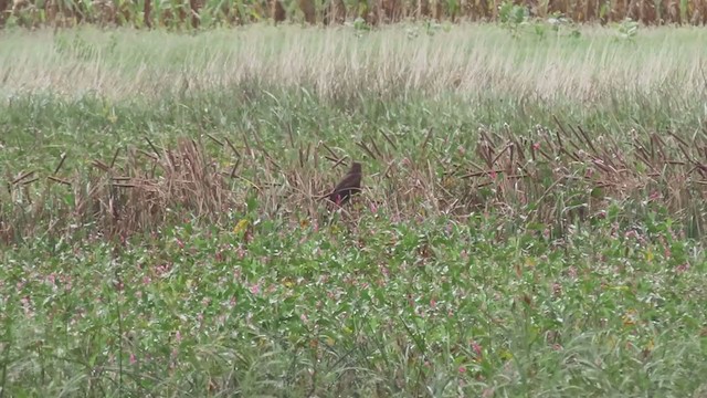 Northern Harrier - ML368917891