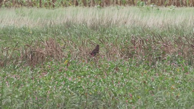 Northern Harrier - ML368917891