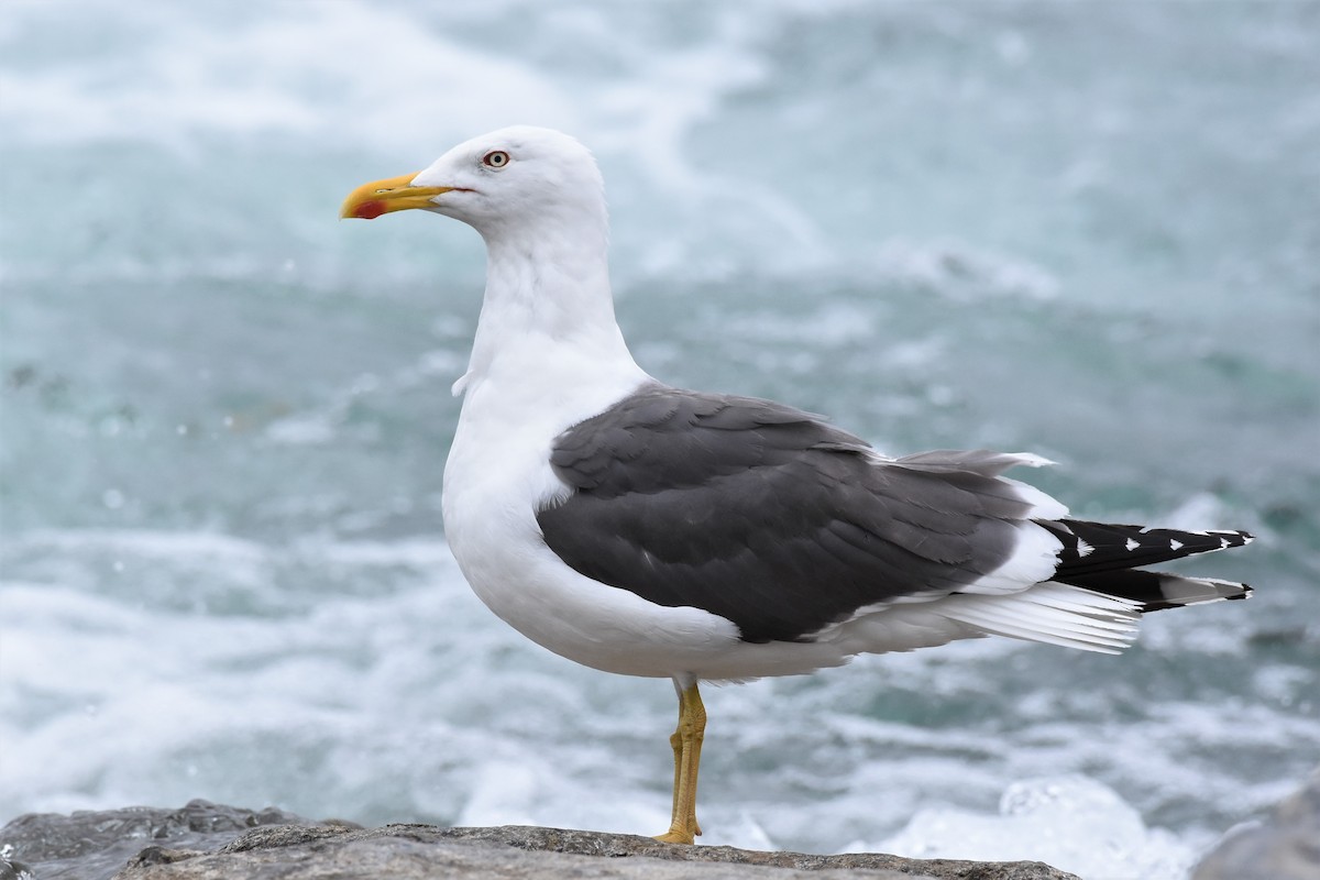 Lesser Black-backed Gull - Calvin S