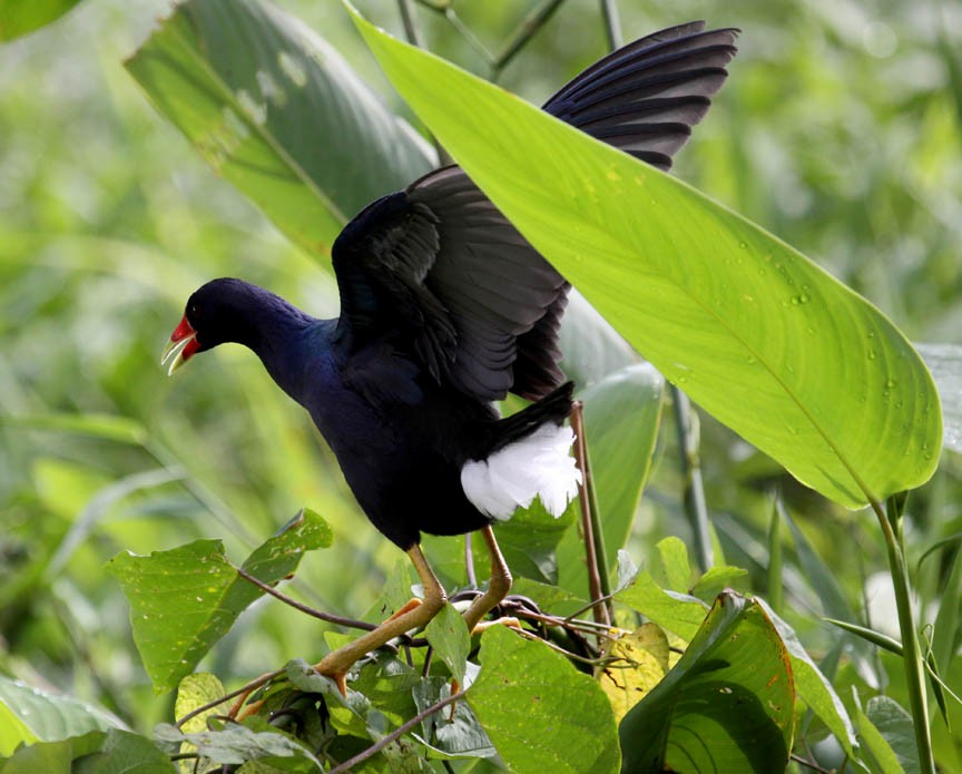 Purple Gallinule - ML36891861